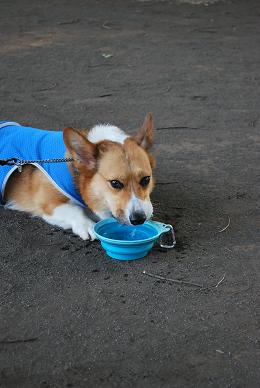 公園までの道のりが暑いのです。.JPG