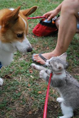 猫パンチを喰らうほど….JPG