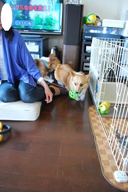 たたとの周りを走り回る。.JPG