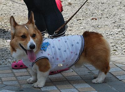 デニーちゃんはクルクル….JPG