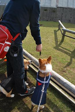 ペリカンのゴハンを狙う。.JPG