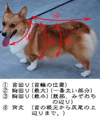 採寸表.jpg