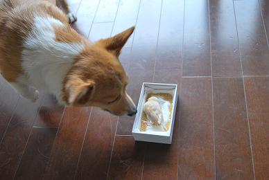 小豆のお別れ。.JPG