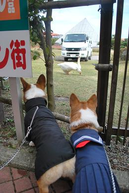 二人で狙っているのは….JPG