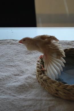飛ぶ連数も始めました。.JPG