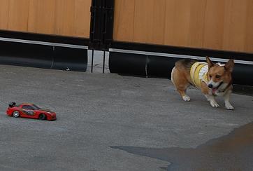 ひたすら逃げて….JPG