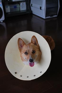 パラボラアンテナ生活。.JPG