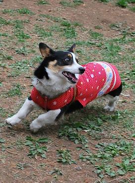 弾丸に狙われやすい、くぅちゃん。.JPG