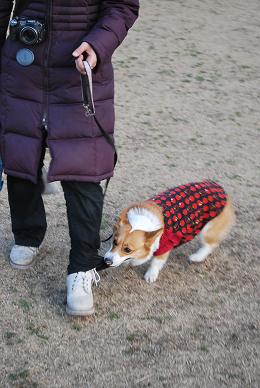 急激にテンションが上がった様なので….JPG