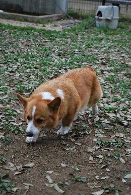 昭和記念公園の看板娘、CANちゃん。.JPG