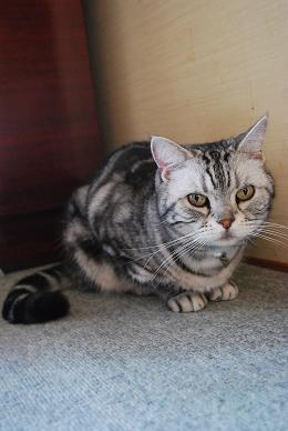 猫達とも遊び…-1.JPG