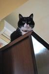 猫達とも遊び….JPG
